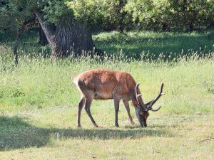 Avventura con i bambini nel Cervo della Mesola