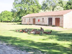 Ospiti a casa del Re del Bosco all'interno del Bosco della Mesola 